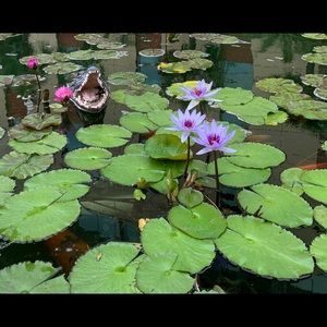 Meet your Posher, Vera